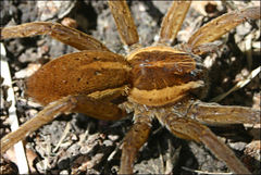Dolomedes instabilis
