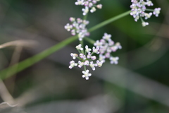 Seseli tommasinii