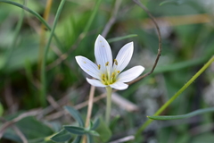 Colchicum hungaricum