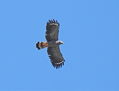 Geranospiza caerulescens