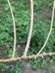 Manihot esculenta