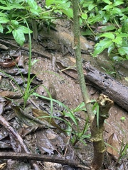 Manihot esculenta