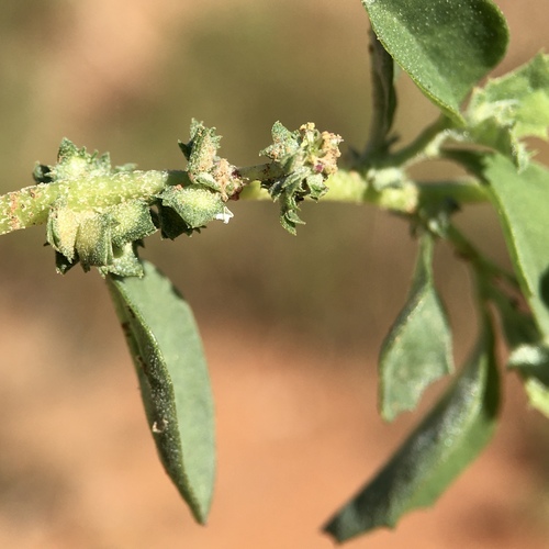 Atriplex suberecta iNat (3)