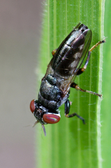 Duomyia