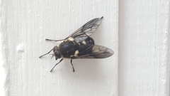 Scaptia adrel