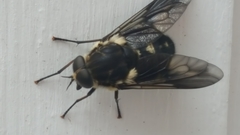 Scaptia adrel
