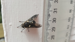Scaptia adrel