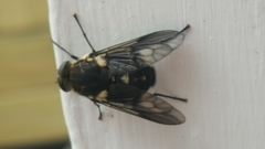 Scaptia adrel