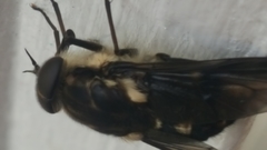 Scaptia adrel