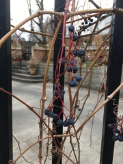 Parthenocissus inserta