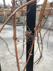 Parthenocissus inserta