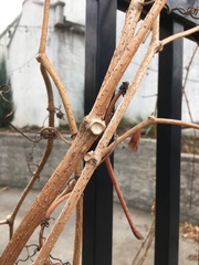 Parthenocissus inserta