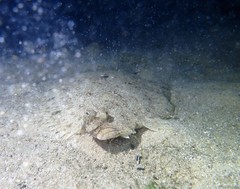 Pseudorhombus jenynsii