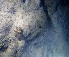 Pseudorhombus jenynsii