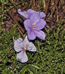 Chaetogastra gracilis