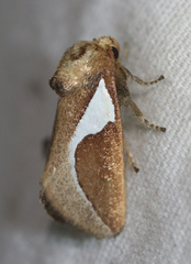 Prolimacodes trigona