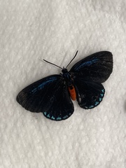 Eumaeus atala
