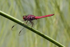 Orthemis schmidti