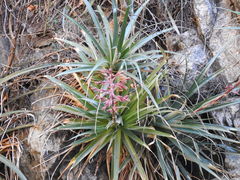 Puya spathacea
