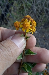 Zaluzania montagnifolia