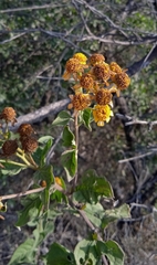 Zaluzania montagnifolia