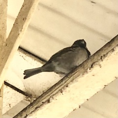 Passer domesticus