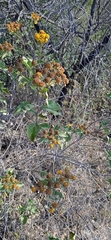 Zaluzania montagnifolia