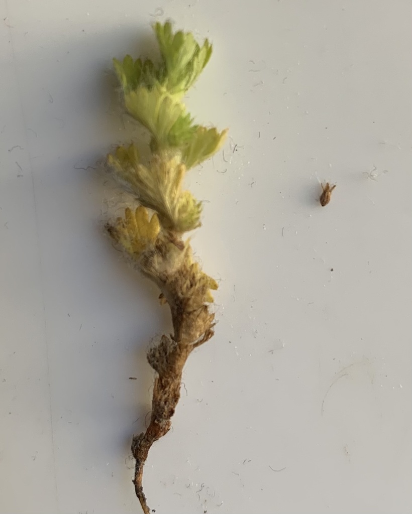 Alchemilla australiana