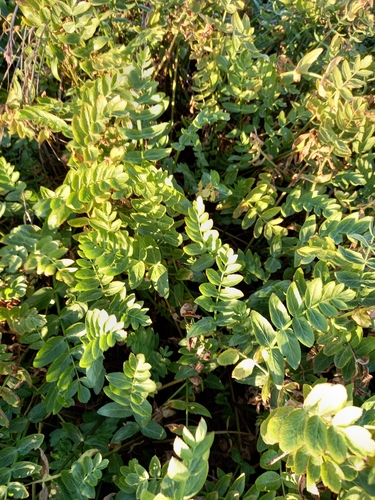 Helosciadium nodiflorum