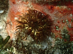 Anemonia sargassensis