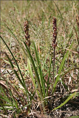 Plantago gaudichaudii