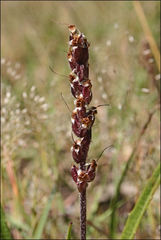Plantago gaudichaudii