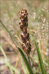 Plantago gaudichaudii
