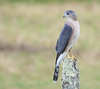 Cooper's Hawk - Photo (c) Abby Sesselberg, some rights reserved (CC BY-NC), uploaded by Abby Sesselberg