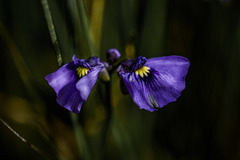 Utricularia beaugleholei
