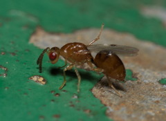Megastigmidae