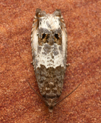 Notocelia trimaculana