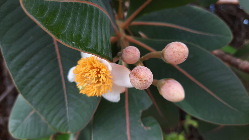 Kielmeyera coriacea