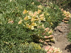 Tropaeolum polyphyllum