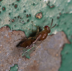 Megastigmidae