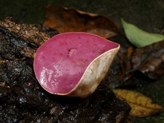 Phillipsia domingensis