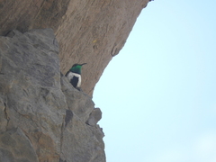 Oreotrochilus leucopleurus