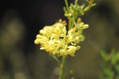 Glischrocaryon aureum