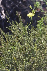 Glischrocaryon aureum