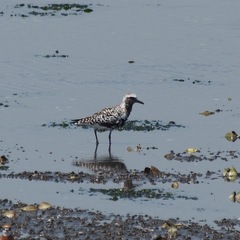 Pluvialis squatarola