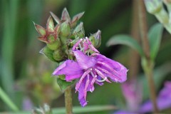 Chaetogastra gracilis