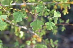 Crataegus pentagyna