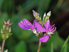 Chaetogastra gracilis