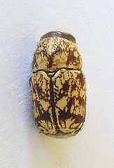 Pachybrachis chaoticus