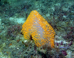 Polycitor giganteus